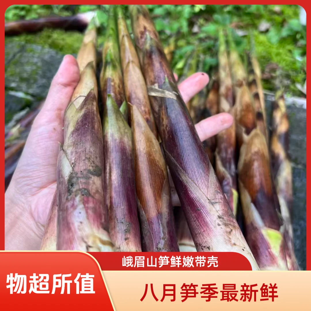 嫩笋子正宗四川峨眉山熊猫都在吃的新鲜应季八月笋现挖现发带壳D