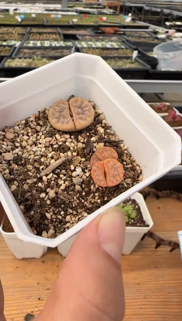 【闪购商品】20-31