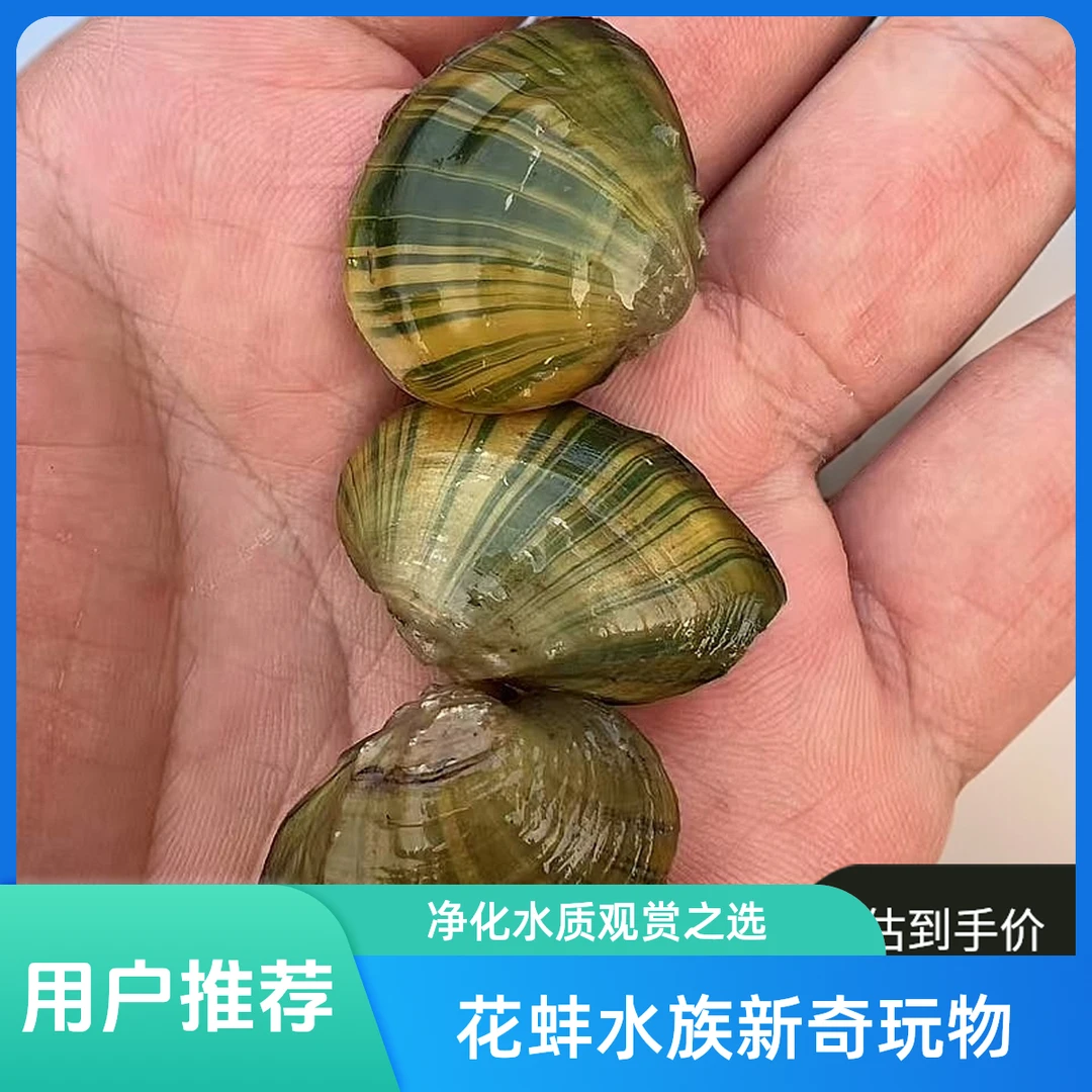 花蚌黄金线蚌河蚌鱼缸鳑鲏繁殖观赏鱼缸造景净化吃鱼龟粪便除绿水