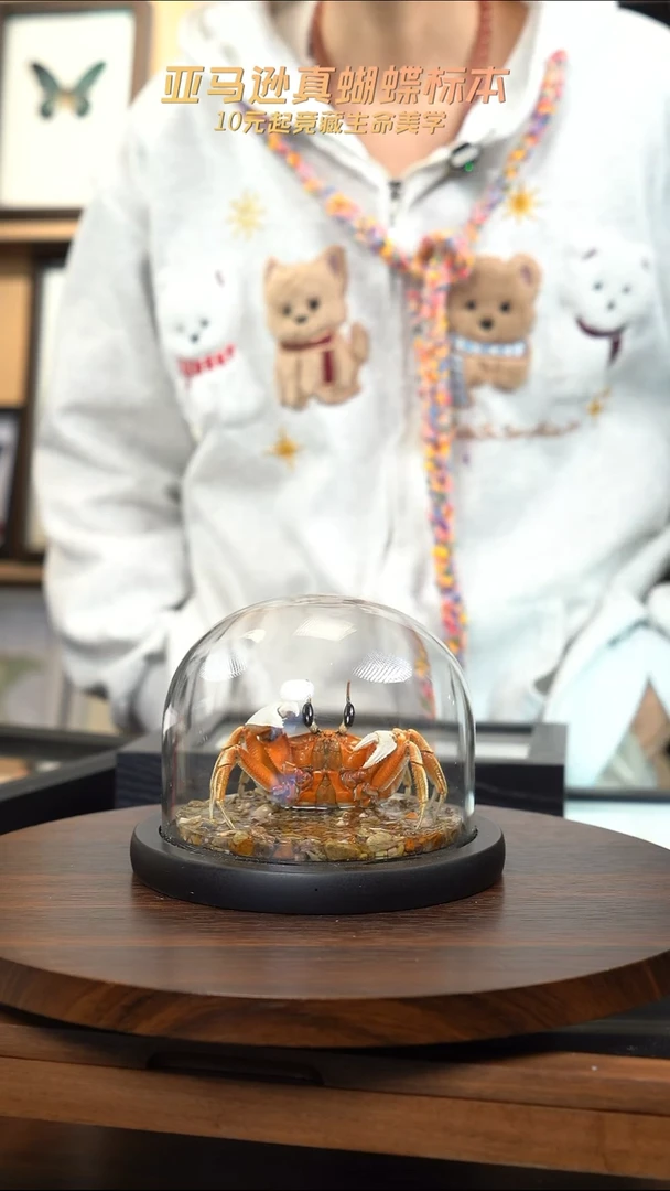蝴蝶标本摆件竞拍b45