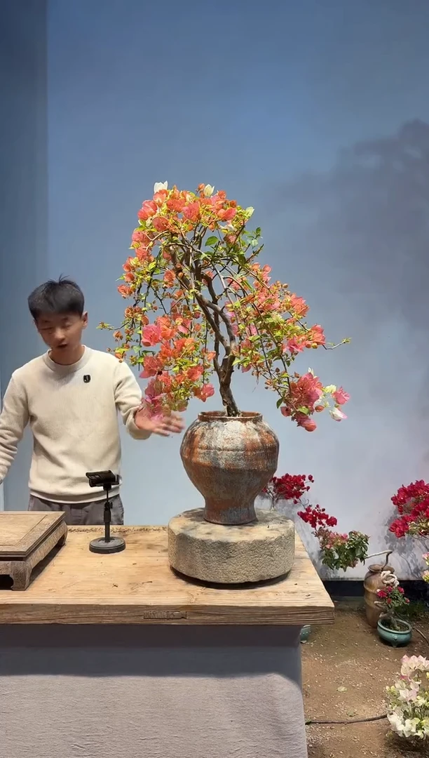 以实际为准三角梅21