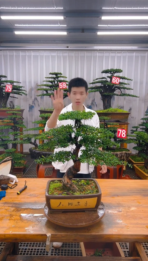 无花朵精品盆景直播间一物一拍