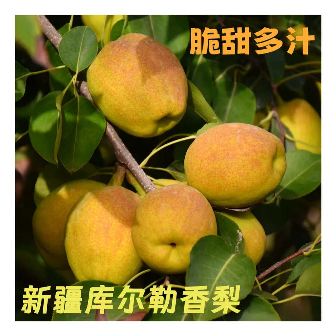 新疆库尔勒香梨2025应季当季新鲜水果现采现发高质量低热量批发