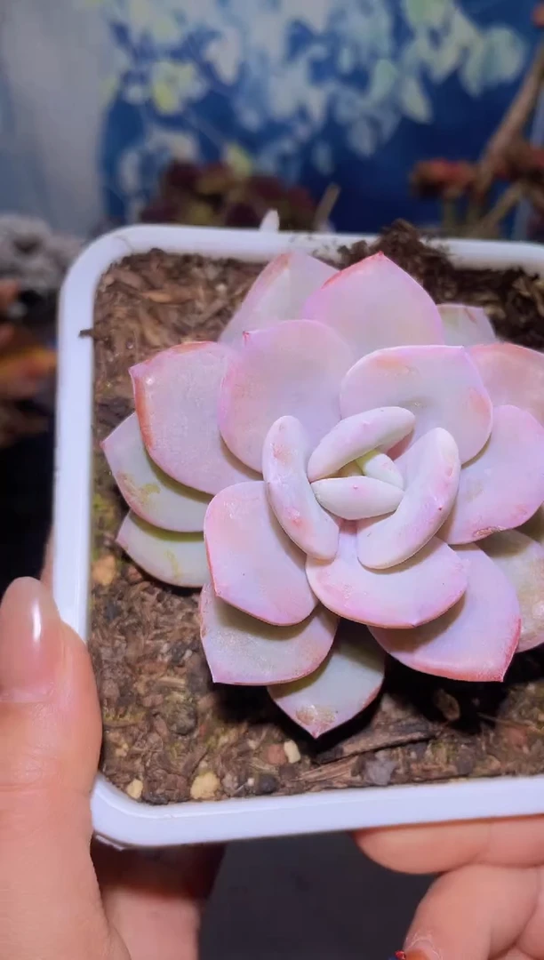 【闪购商品】370奶茶