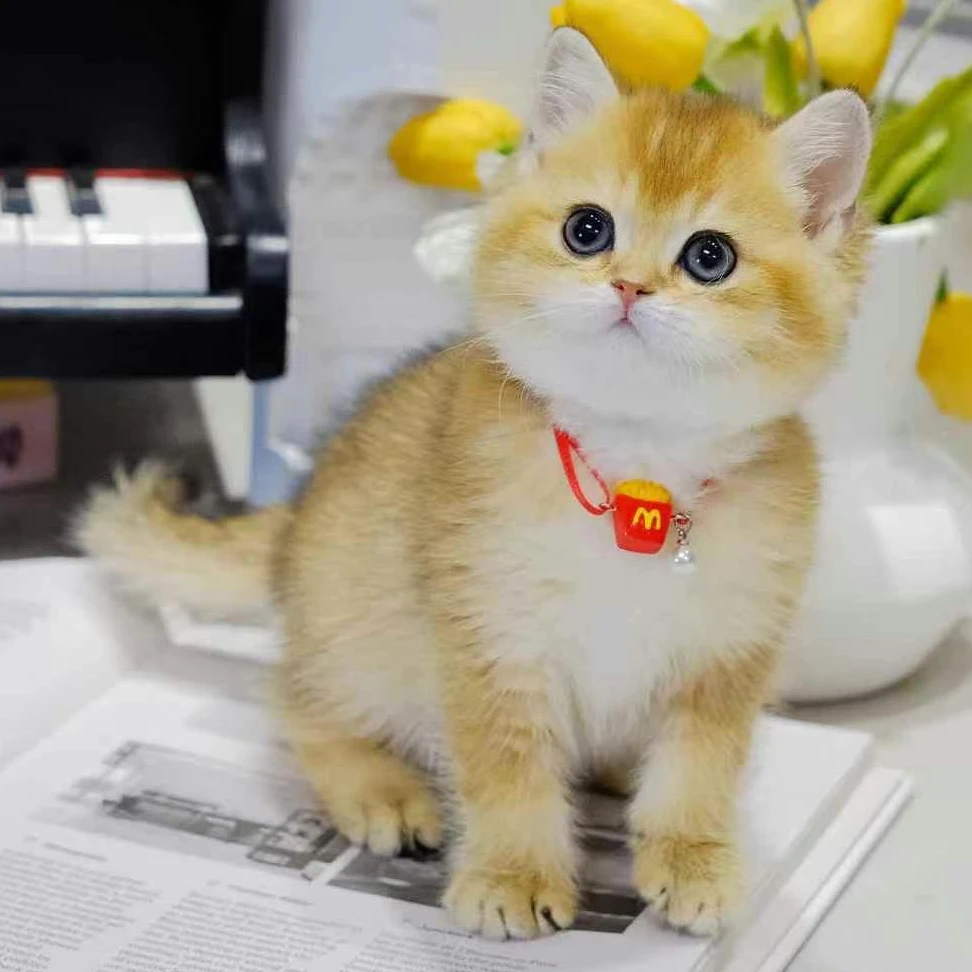 【森森萌宠】沈阳精选金渐层猫咪