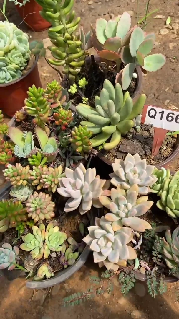 Q166多肉组合默认脱土发货