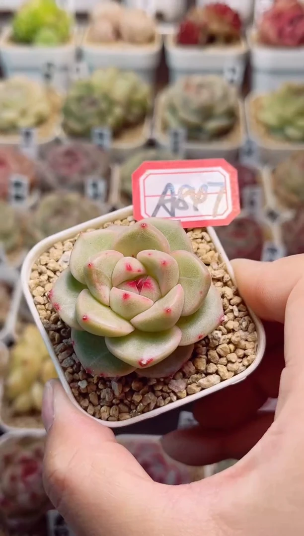 A847绿萼一物一拍