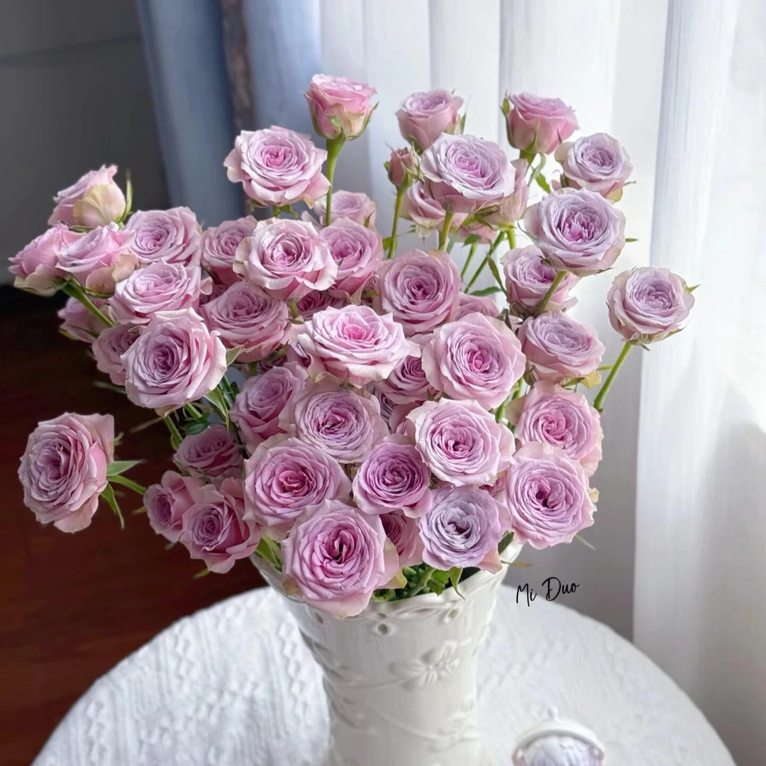 顺丰次日达【10支 紫色仙女罗拉玫瑰 】鲜花任意两单顺丰送货上门