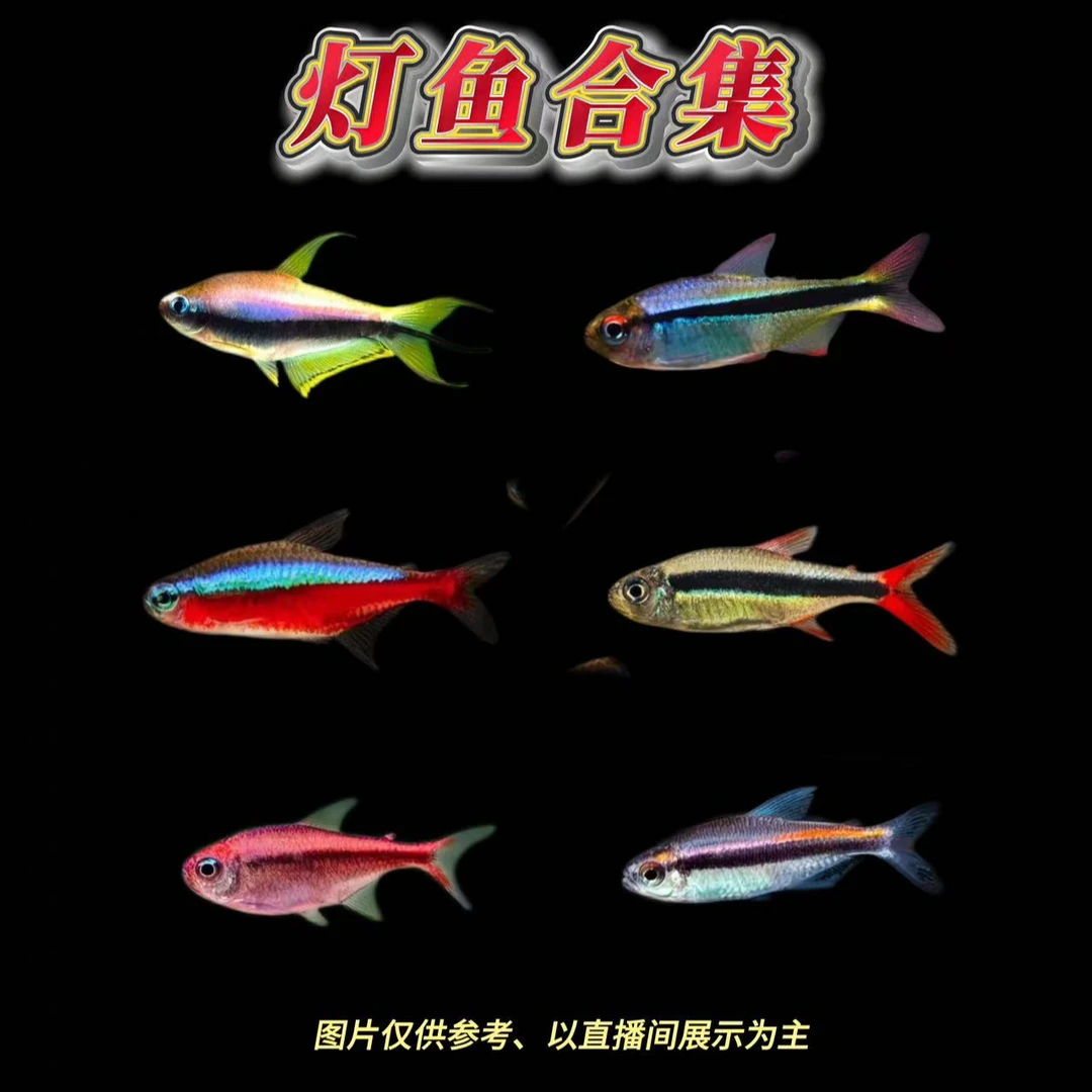 宝莲灯赤焰绿翡翠红月可卡小型热带观赏鱼群游鱼(袋内包损)