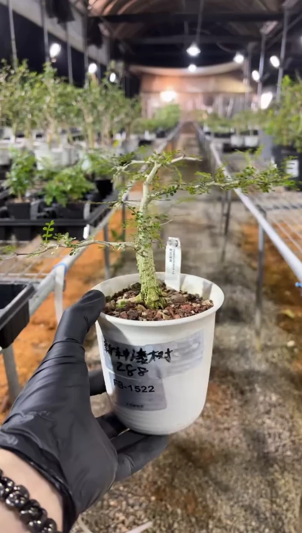 新种漆树FB-1522