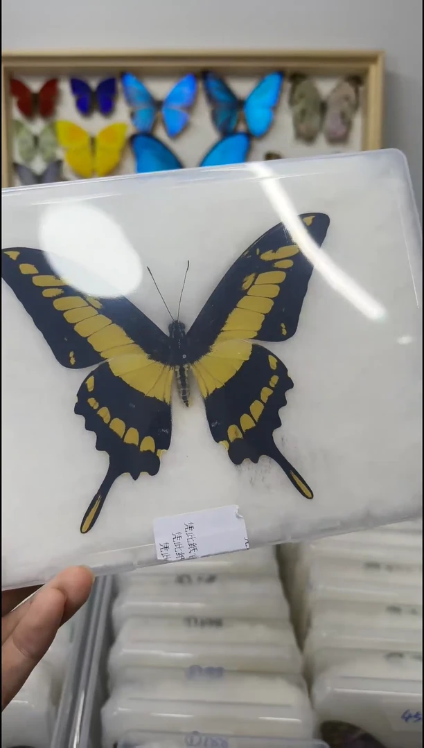 敏芷凤蝶展翅量拍