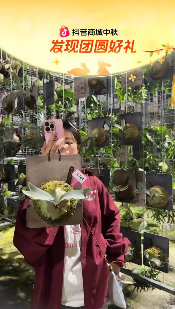 不开花植物L744-佩德罗鹿角蕨tc