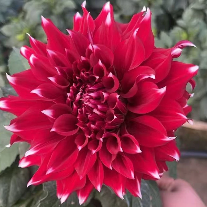 巨型大丽【未知因素 X元素】进口大丽花重瓣地瓜花卉多年生超长花期