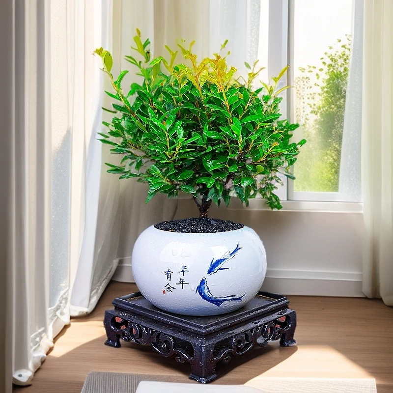 小叶赤楠盆景绿植室内桌面小盆栽净化空气微景观