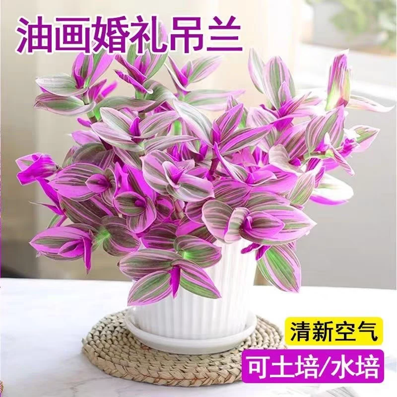 油画吊兰婚礼吊兰盆栽花卉绿植