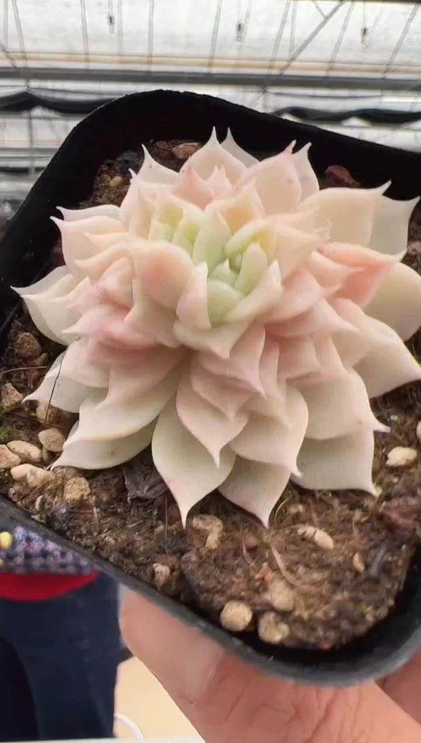 【闪购商品】新款多肉-274