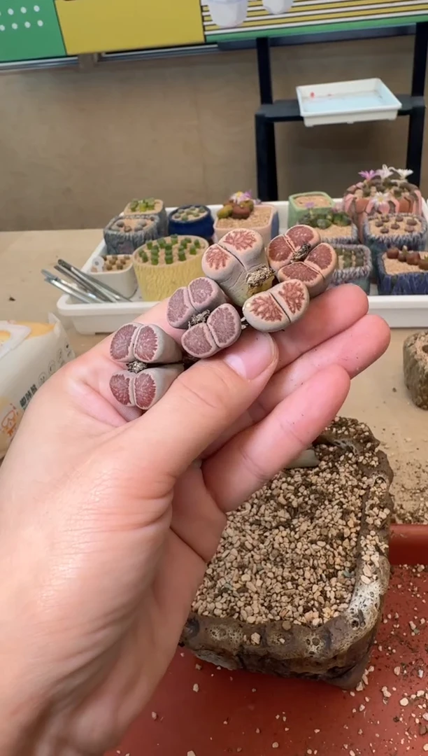 5-308多肉植物肉锥