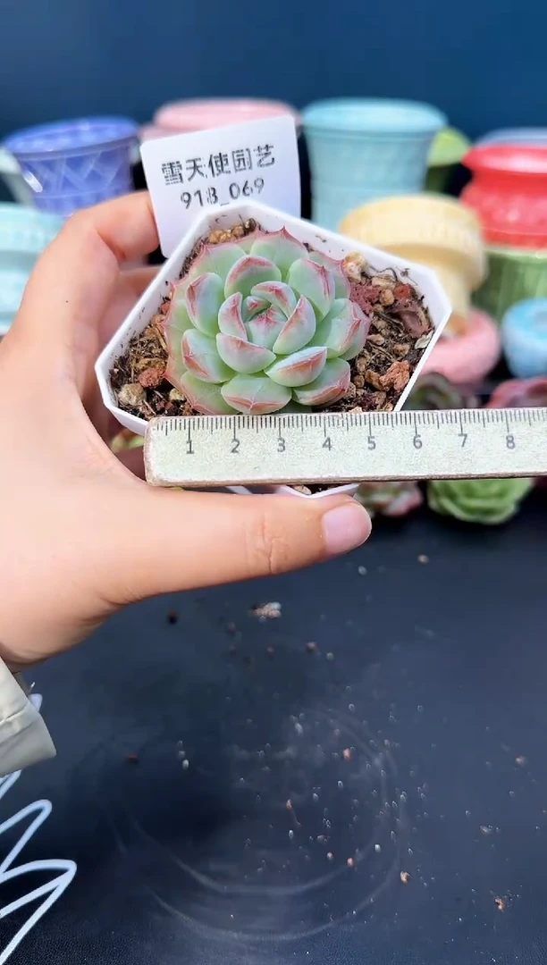 918-069青山（冠幅5CM）