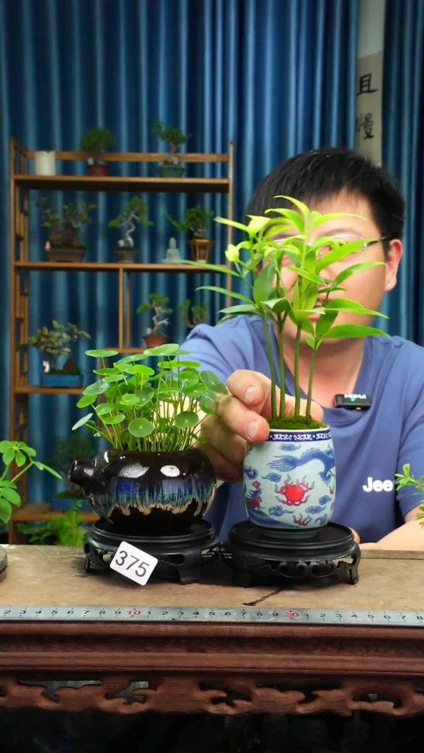 无花朵苔藓微景观375号