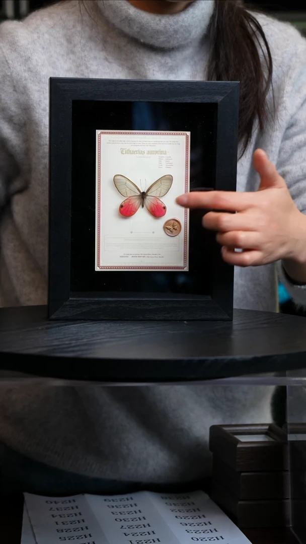 玫瑰绡眼蝶设计款8寸黑框