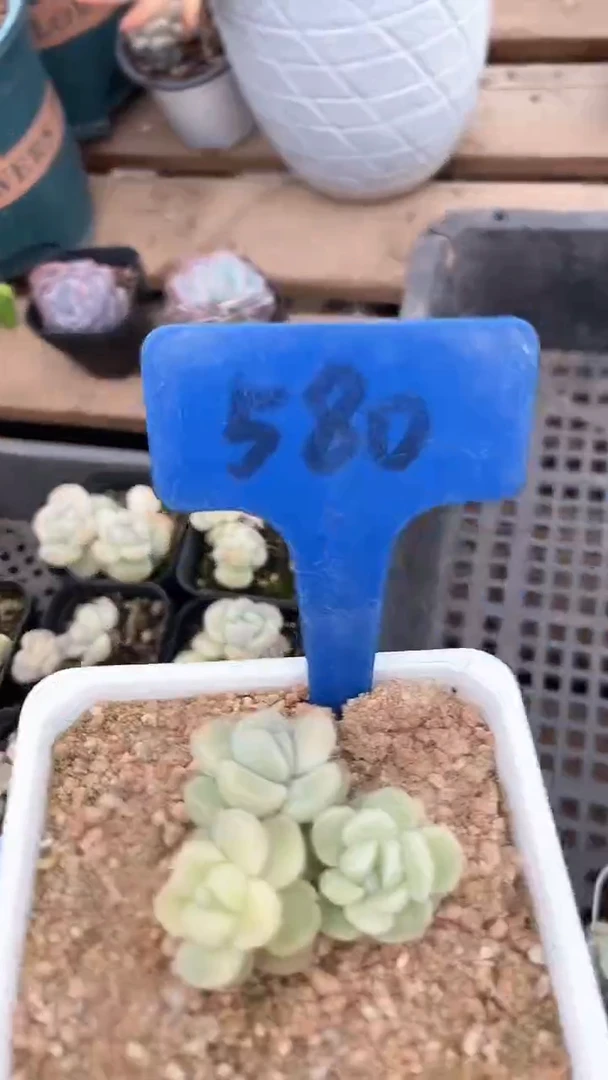 【闪购商品】580多肉