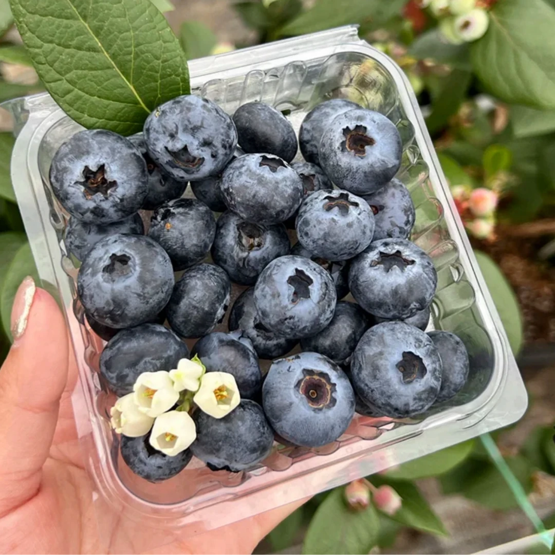 【顺丰头茬】蓝莓花香脆甜当季饱满香甜4~12盒装100g/盒   坏果包赔