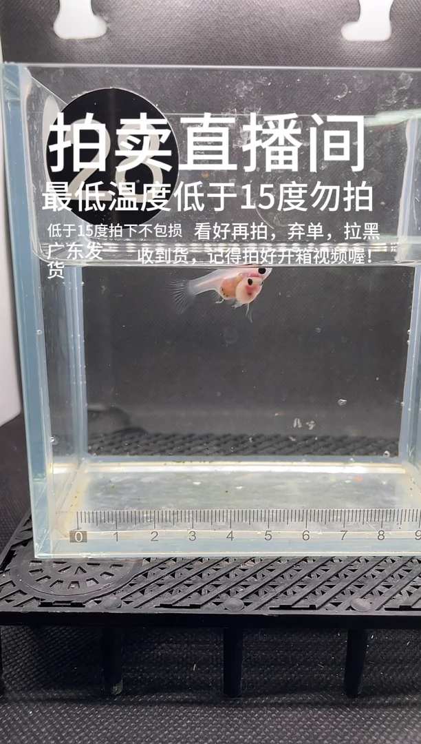 孔雀鱼超透 两条 最低温度低于15度不报损   编号   28