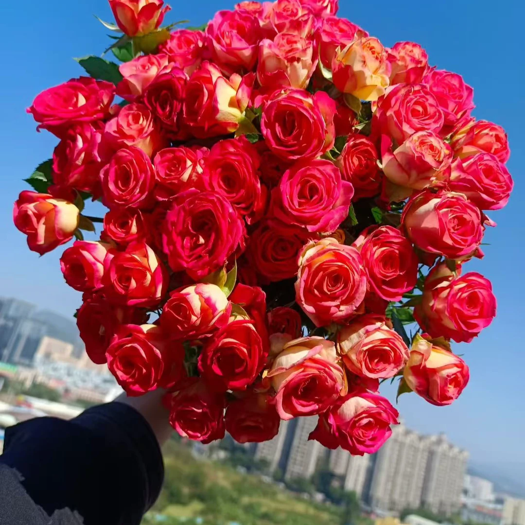 【六哥花卉】爱丽丝多头玫瑰