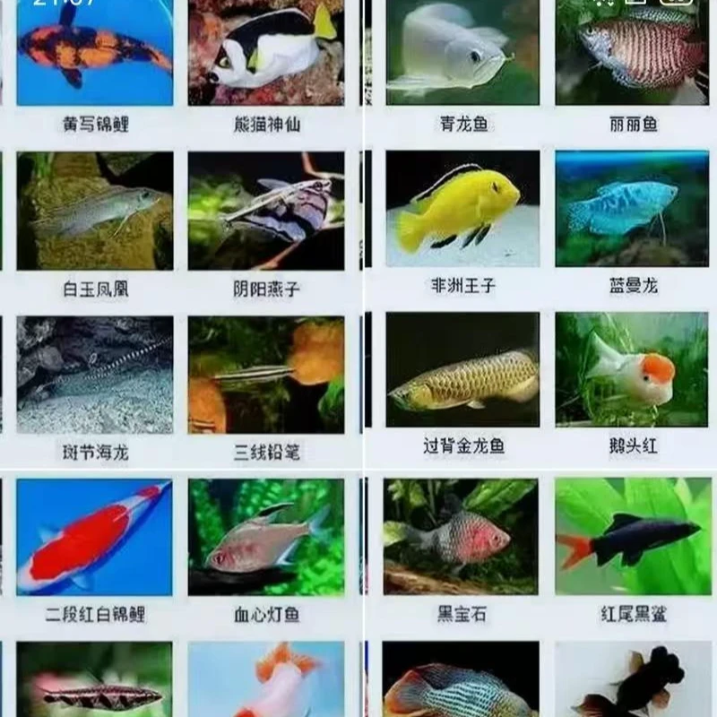 瑕疵蝾螈鱼六六小龙鱼
