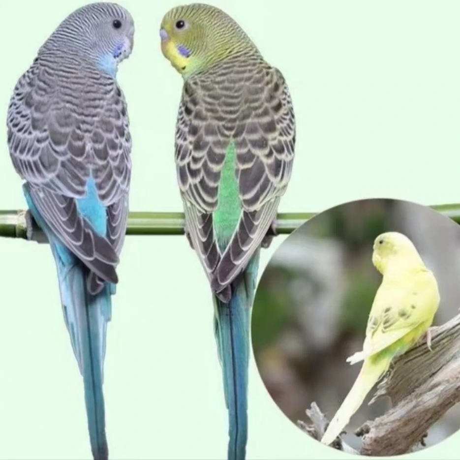 已训化技能虎皮【可户外】