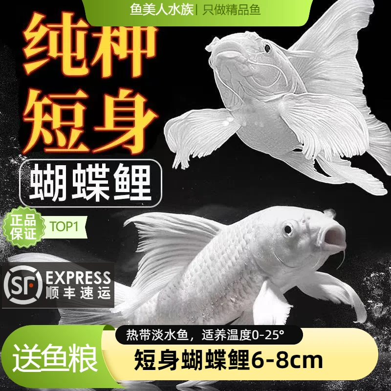 【顺丰广东发货】正品纯种蝴蝶鲤白色普身观赏鱼冷水鱼纯种短身锦鲤