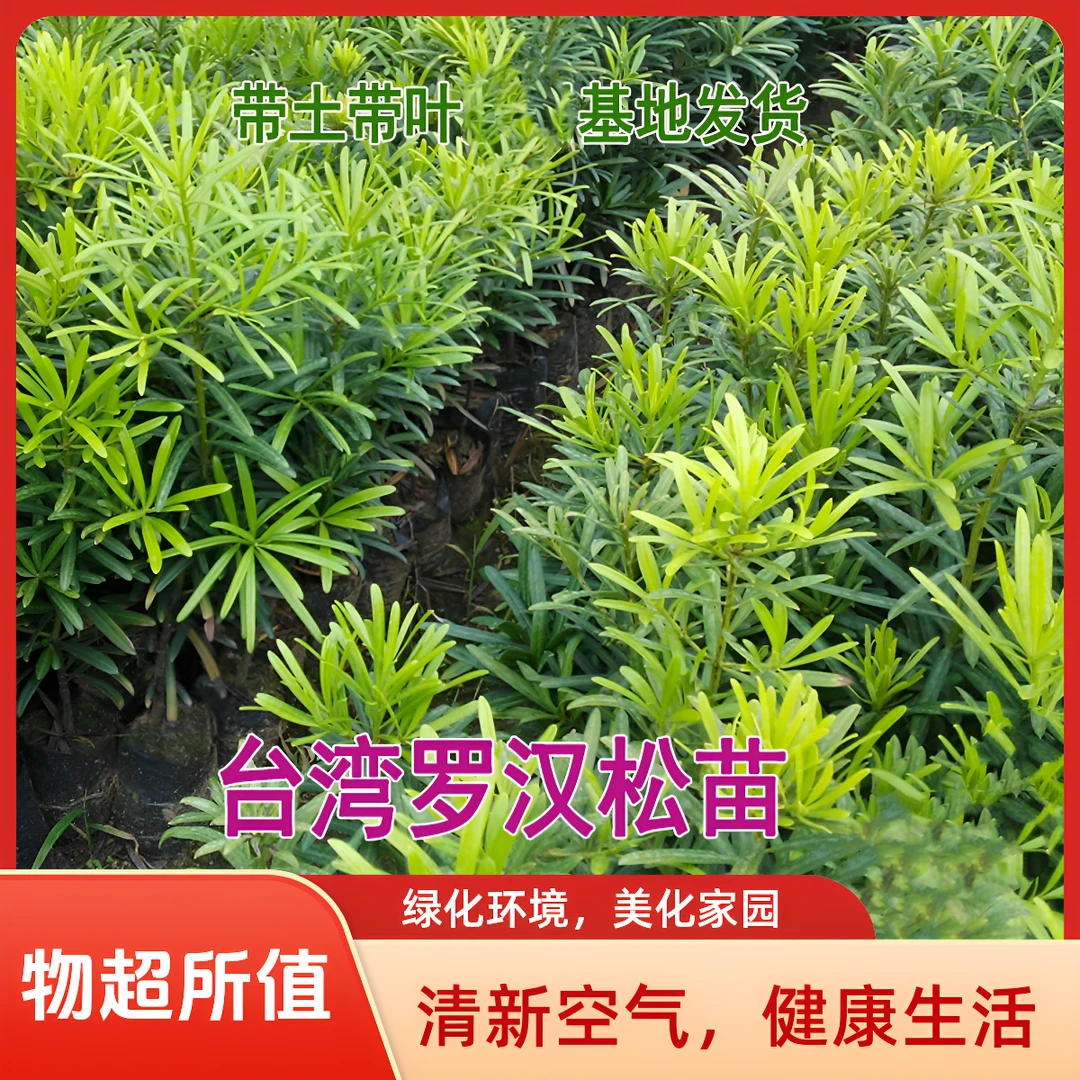 台湾苗盆栽兰屿树庭院观叶盆栽四季常绿万年青迷迭香金钻老桩耐寒