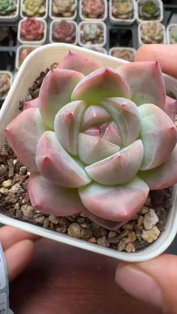 582S带盆土发 当场拍3颗以上包柚 多肉植物 一物一拍