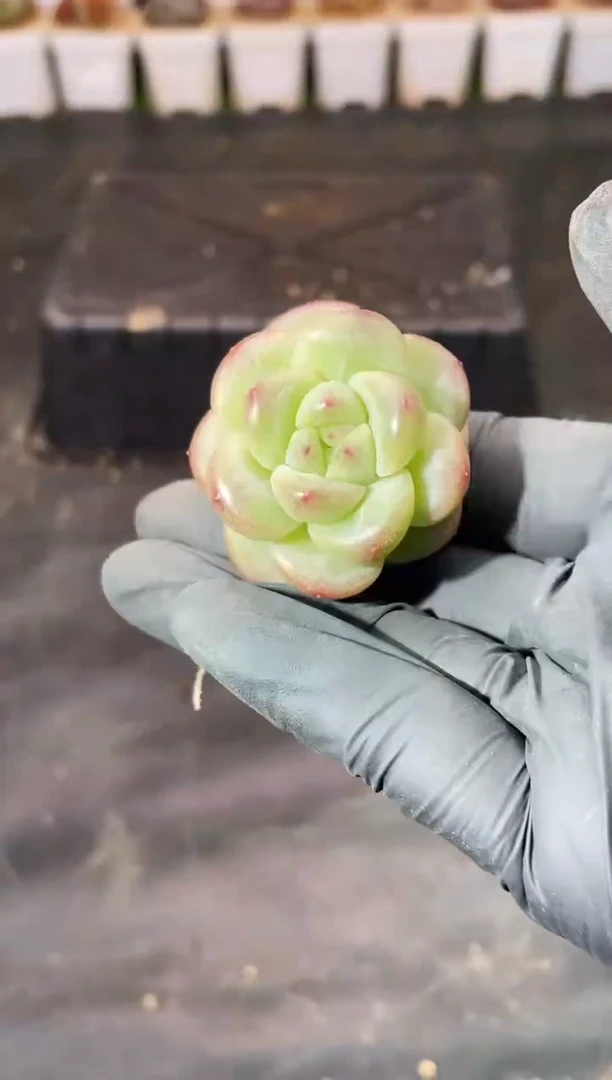 8-19 气球翡2-3厘米 量拍发一颗