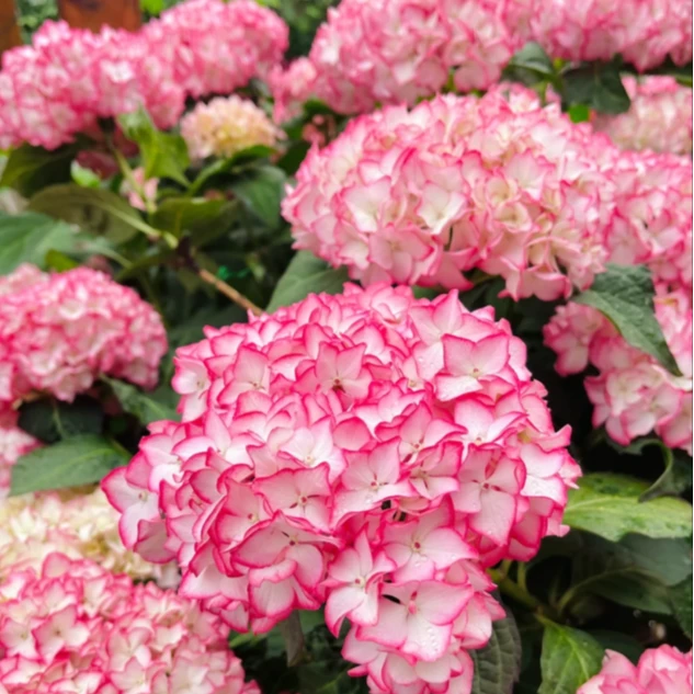 【塞布丽娜】绣球盆栽庭院阳台可地栽新手易养护四季种植大花球