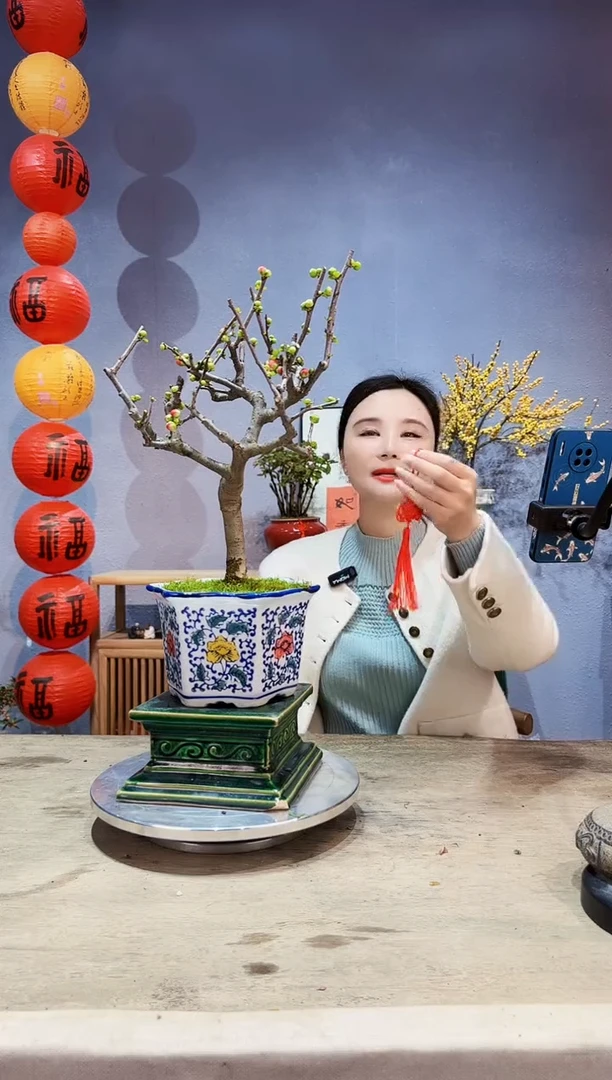 【闪购商品】盆景海棠 长寿冠