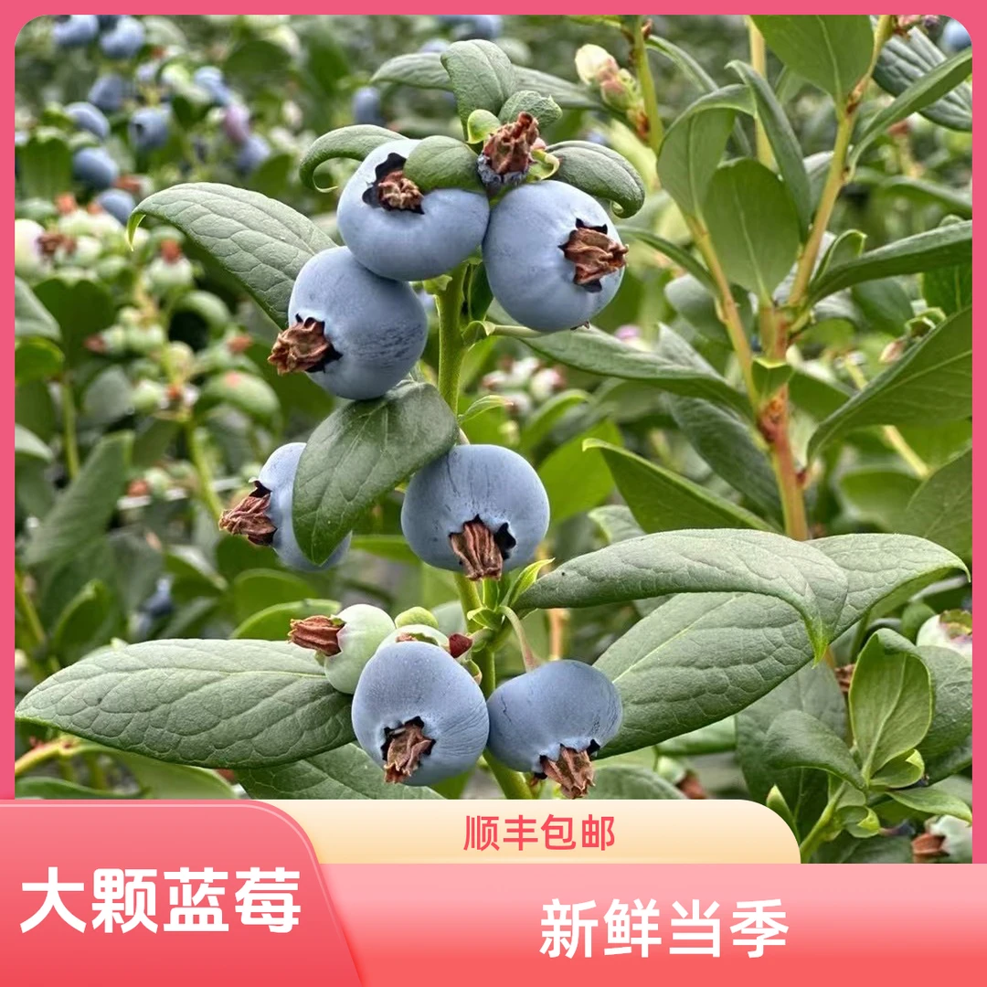 【顺丰包邮】新鲜云南高山蓝莓L25花香蓝莓头茬果当季蓝莓只卖精品