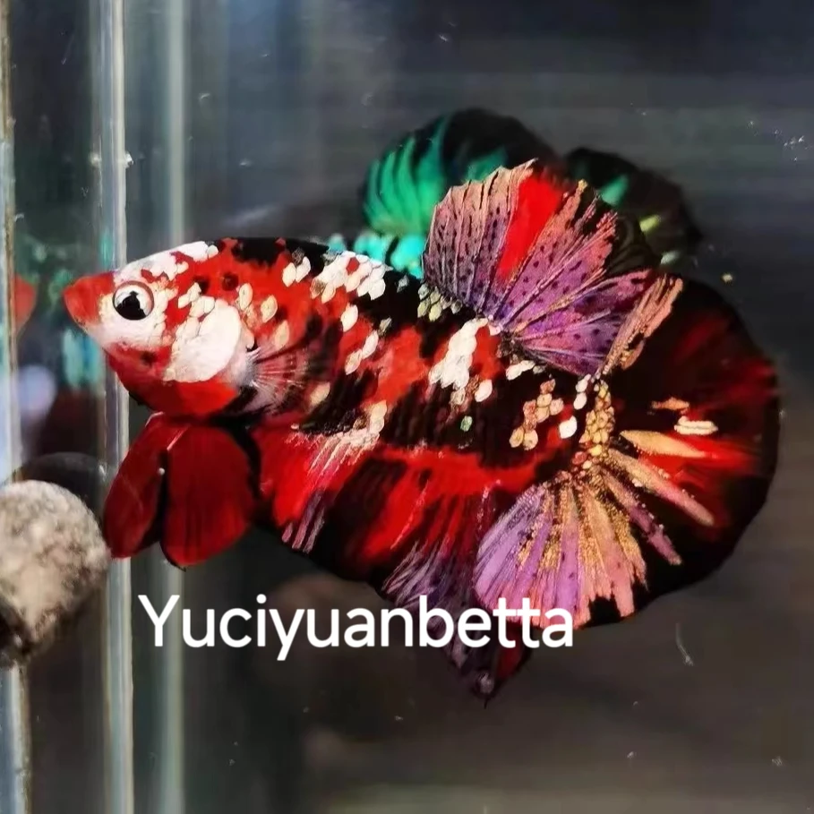 Yuciyuanbetta鱼次元斗鱼观赏鱼活体宠物鱼马来西亚印尼斗鱼活体