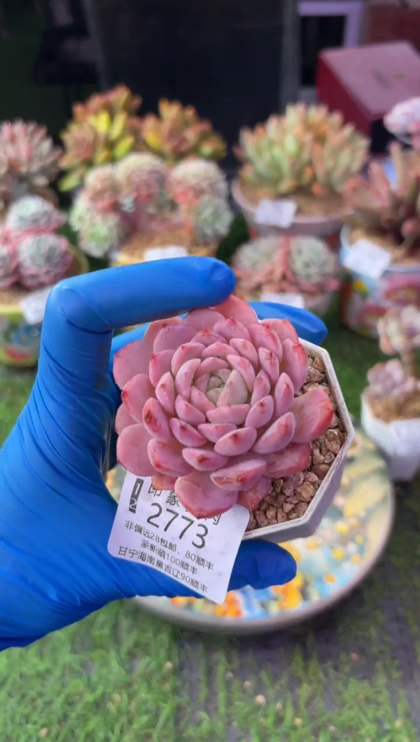 昆明印象多肉2773