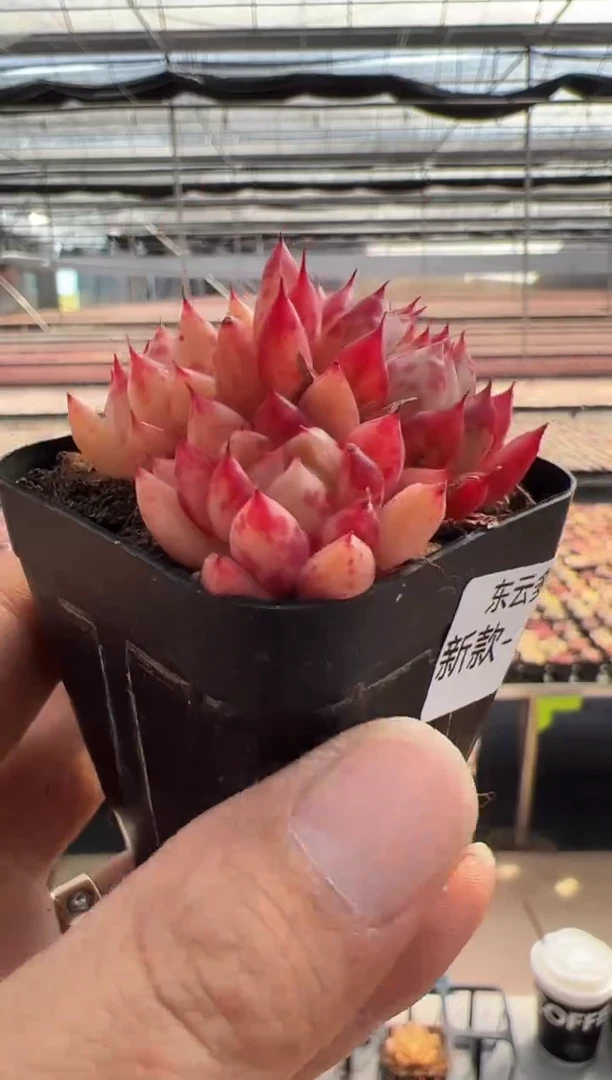 【闪购商品】新款多肉-120