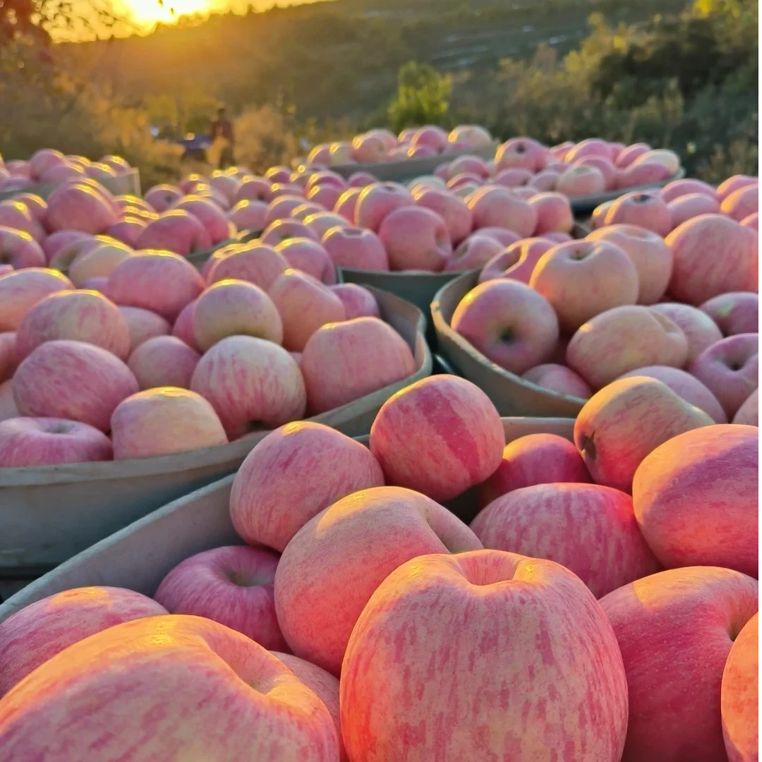 批发价包邮【陕西红富士苹果正宗】当季新鲜现摘脆甜直发当季水果