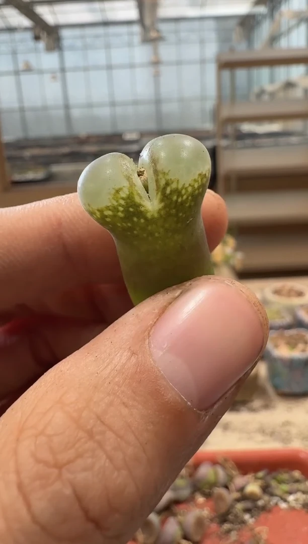 30-146多肉植物肉锥