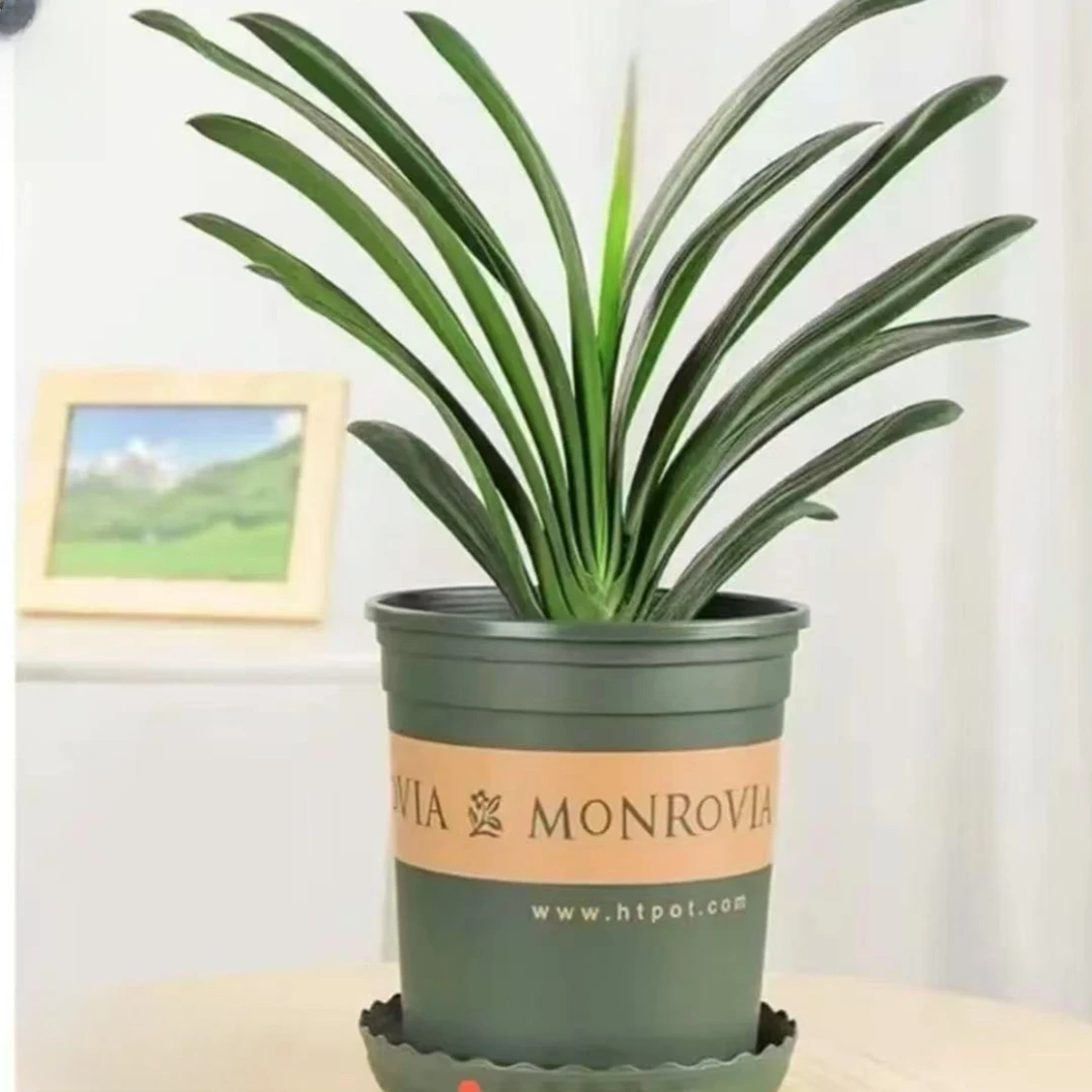 【带加仑盆6-8叶君子兰】君子兰室内绿植耐寒盆栽客厅庭院四季花卉