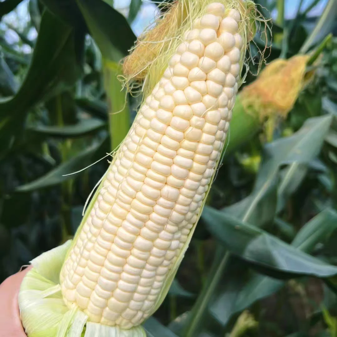 湖南茶陵新鲜玉米农家露天种植白糯玉米软糯捍甜带壳甜玉米现摘