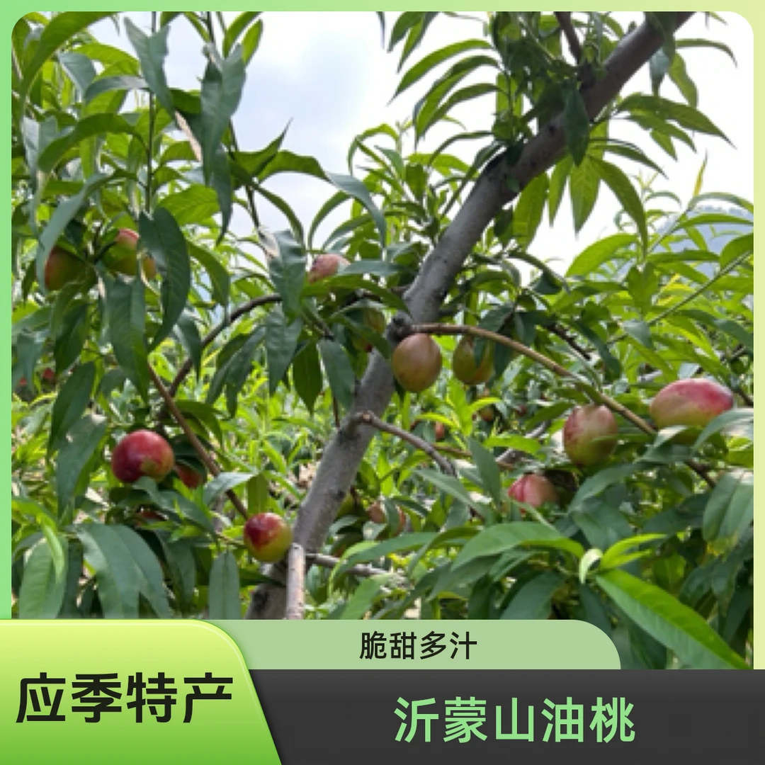 应季头茬沂蒙山油桃新鲜采摘黄心白心脆甜多汁水果
