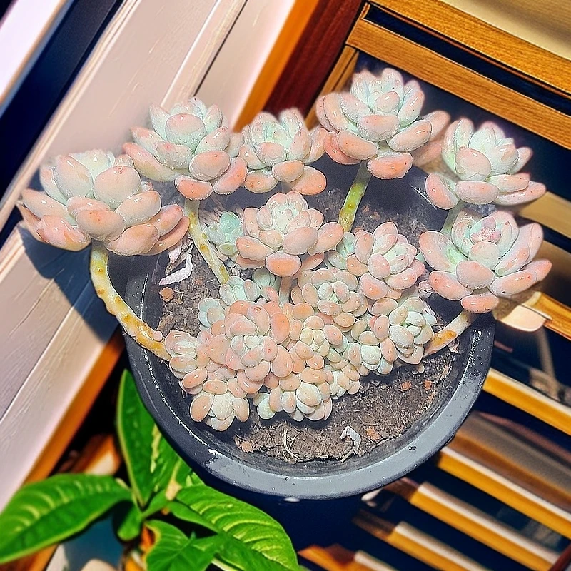 71多肉 (红洛神) 直播展示 多肉植物 裸根产地