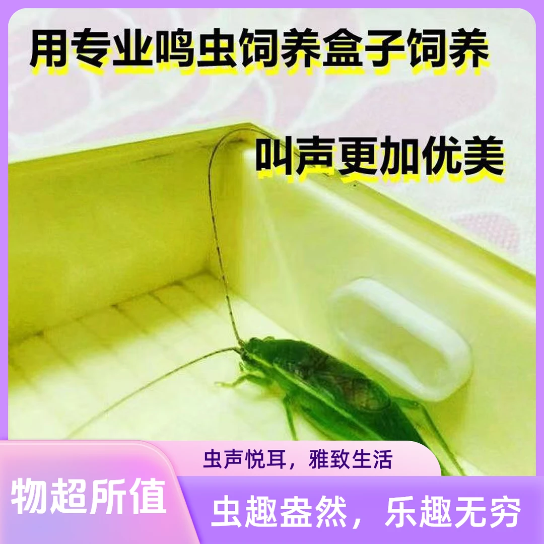单口绿金钟声音好听形态漂亮颜色鲜绿包活到家