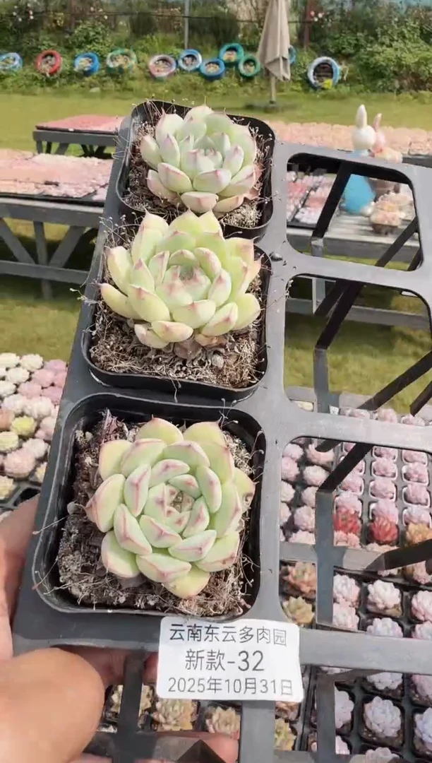 东云多肉园新款-32（其中一棵）