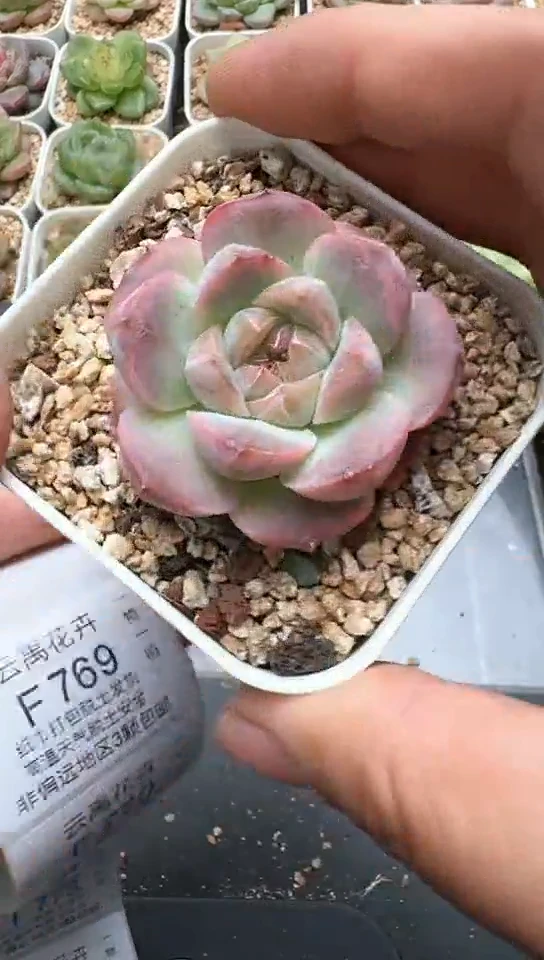 768F云禹多肉植物 默认脱土纸巾打包 3颗包邮
