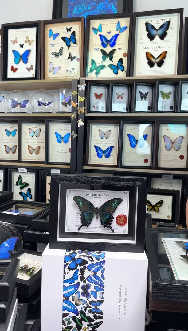 绿带翠凤蝶8寸国风版